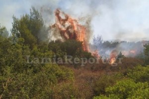 Συναγερμός στην Πυροσβεστική: Φωτιά σε δασική έκταση στο Δίστομο Βοιωτίας