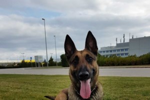 Μάχη με τα λασπόνερα για να διασώσουν σκυλιά από τις πλημμύρες [βίντεο]