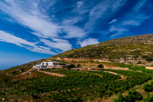 Ελληνικό κρασί: Τα νέα deals σε έναν κλάδο όπου μεγάλες "ετικέτες" έχουν αλλάξει χέρια - Ποιες εταιρείες ξεχωρίζουν