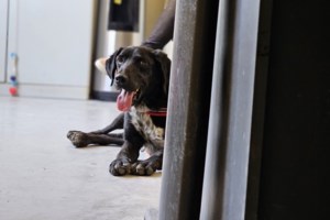 Γατούλα βρέθηκε να κρέμεται στην πρόσοψη ψηλού κτιρίου - Πώς περαστικοί και ένοικοι έστησαν επιχείρηση διάσωσής της