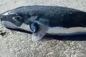 Θαλάσσιος καύσωνας σαρώνει τη Μεσόγειο: Ανησυχία για επέλαση από μπαρακούντα, λαγοκέφαλους και γιγάντιες μέδουσες