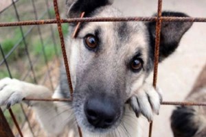 Συνελήφθη ο "γδάρτης" ζώων των Χανίων: Είχε βασανίσει και σκοτώσει δύο σκύλους