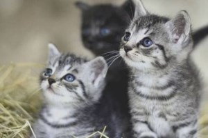 Κέρκυρα: Συνελήφθη οδηγός ταξί που χτύπησε και εγκατέλειψε σκύλο - Πρόστιμο 30 χιλ. ευρώ [εικόνα]