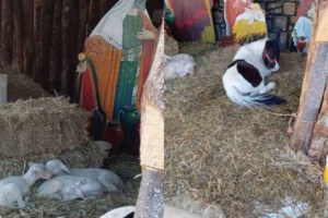 Βόλος: Εισαγγελική παρέμβαση για τις δύο χριστουγεννιάτικες φάτνες με ζωντανά ζώα [εικόνα]