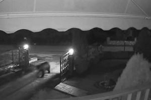 Χαλκιδική: Ανησυχία από τη νέα εμφάνιση αρκούδας στον Ταξιάρχη - Άρπαξε πρόβατα, ζημιές και σε μελίσσια - εικόνα 3