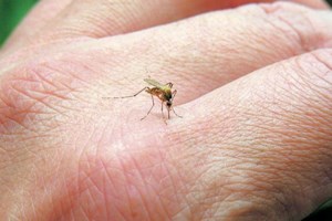 ΕΟΔΥ: 235 κρούσματα λοίμωξης από τον ιό του Δυτικού Νείλου -19 θάνατοι