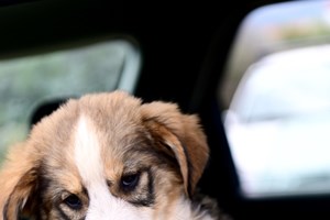 Ημέρα υιοθεσίας κουταβιών στο Λιμανάκι Ν. Μάκρης ή η σύναξη των μπεμπέ - Μια γιορτή γεμάτη μωρουδέλια στις 25 Μαΐου - εικόνα 2