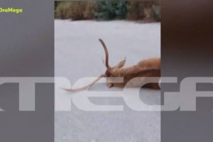 Πάρνηθα: Δικαιολογίες του δασαρχείου για το ελάφι που σπάραζε επί τρεις μέρες στη μέση του δρόμου