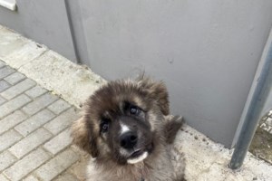 Αυτοψία της Εριέττας Κούρκουλου Λάτση και της Save a Greek Stray στο κυνοκομείο Τρίπολης: "Αρρωστήσαμε με τα σκελετωμένα σκυλιά"