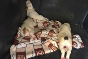 Λοβέρδος: Ζητάει πραγματικούς φιλόζωους για να υιοθετήσουν τρία ημίαιμα κουτάβια [Εικόνες]