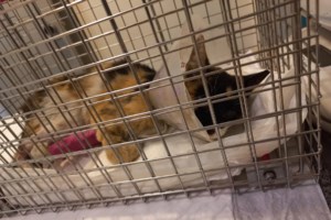 Τα αγνοούμε, τα απαξιώνουμε, βρίζουμε στο όνομά τους - Η Ζωή όμως πήγε στον παράδεισο