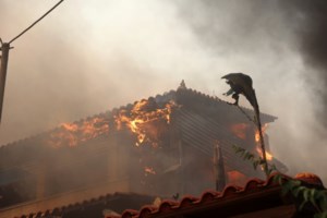 Μεγάλη επιχείρηση μεταφοράς ζώων από τα πύρινα μέτωπα - Τα πηγαίνουν στο λατομείο στο Γαλάτσι - εικόνα 2