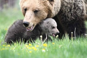 Ο "πόλεμος" του αγριογούρουνου στην ηπειρωτική Ελλάδα - "Εφτασαν 600.000, πρέπει να θηρευτούν 270.000"