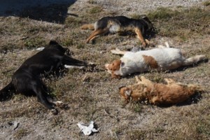 Φιλιάτες: Για κακούργημα παραπέμπονται o αντιδήμαρχος και υπάλληλος του Δήμου που "πέταξαν" κουτάβια - εικόνα 3