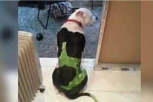 Κακοποίηση γάτας στην Αιδηψό: "Ζητώ συγγνώμη για το βίντεο και τις βρισιές - Δεν την κλώτσησα εγώ, δεν έχω συλληφθεί"