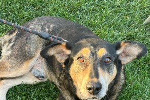 Εικόνες ντροπής στο Ναύπλιο: Συνοδηγός αυτοκινήτου κρατά δεμένο σκύλο που αναγκάζεται να τρέχει - "Γιατί έτσι μας αρέσει" - εικόνα 2