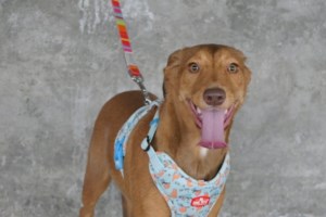 Σώστε ένα αδεσποτάκι: Βρέθηκε αυτές τις ημέρες... ισχνή, ταλαιπωρημένη και τόσο πεινασμένη  [Βίντεο] - εικόνα 2