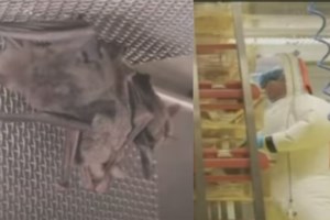 Κορoνοϊός: "Γεννήθηκε" 17 Νοέμβρη - Το 2019 εκτιμούν ότι εμφανίστηκε το πρώτο κρούσμα παγκοσμίως - εικόνα 2