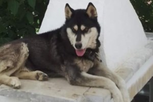 Χαλκίδα: Καταγγελίες για επιθέσεις αδέσποτων σκυλιών - "Τράβηξαν το παιδί από τα δόντια τους"