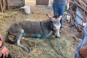 "Καμπάνα" 5.000 ευρώ στη 15χρονη που κλώτσησε γατάκι στο Ρέθυμνο και γελούσε - Γιατί δεν συνελήφθη [βίντεο] - εικόνα 3