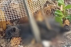 Κυψέλη: Ξεψύχησε ο σκύλος που μαχαιρώθηκε από 47χρονο - "Δεν έχω δει τέτοια βαναυσότητα", λέει ο πρόεδρος του ΔΙΚΕΠΑΖ - εικόνα 8