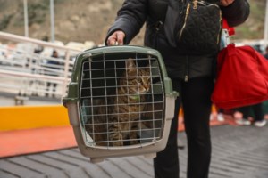 "Δεν φεύγουμε, δεν θα αφήσουμε πίσω τα ζώα": Το σπουδαίο έργο της SAWA στη Σαντορίνη [εικόνες - βίντεο] - εικόνα 4