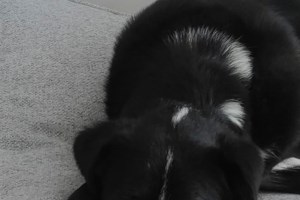 Ποια είναι τα ζώδια που θα κινήσουν γη και ουρανό για να βοηθήσουν αδέσποτα ζώα