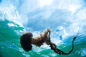 Θαλάσσιος καύσωνας σαρώνει τη Μεσόγειο: Ανησυχία για επέλαση από μπαρακούντα, λαγοκέφαλους και γιγάντιες μέδουσες - εικόνα 2