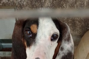 Εργα ανθρώπων: Ο Μπάλος υπέφερε απίστευτα φορώντας το ίδιο περιλαίμιο από κουτάβι που του κατέφαγε το λαιμό