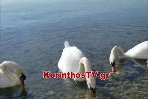 Κύκνος στην Καστοριά περιμένει το ταίρι του που πέθανε έξω από το κέντρο περίθαλψης- Τον απομάκρυναν και επέστρεψε - εικόνα 2