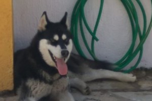 Αδίστακτοι: Αλυσόδεσαν σκυλίτσα σε δέντρο και την άφησαν να πεθάνει - Βρέθηκε σκελετωμένη, χωρίς τροφή και νερό [βίντεο]