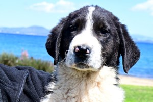 Ημέρα υιοθεσίας κουταβιών στο Λιμανάκι Ν. Μάκρης ή η σύναξη των μπεμπέ - Μια γιορτή γεμάτη μωρουδέλια στις 25 Μαΐου