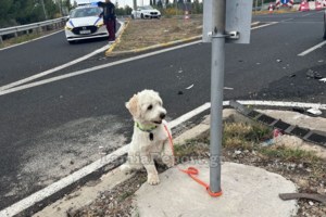 Βρέθηκε και η "Λώρα" που είχε χαθεί μετά από τροχαίο στη Λαμία - Φοβισμένη από διερχόμενο οδηγό - εικόνα 2