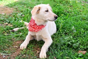 O Μπρούμελ βρέθηκε παρατημένος στον Μαραθώνα - Πόσες πιθανότητες επιβίωσης έχει ένα κουτάβι στον δρόμο