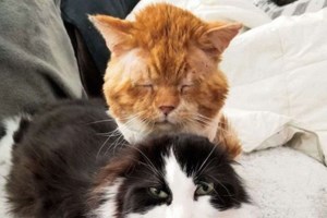 Βόλος: Χειροπέδες και πρόστιμο 30.000 ευρώ σε 88χρονο που σκότωσε και πέταξε γάτα στα σκουπίδια