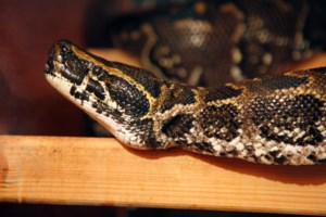 Γίνεται του ...φιδιού μετά την καραντίνα: Πολλά περιστατικά σε Πάτρα, Σύβοτα, Μεσολόγγι - εικόνα 2