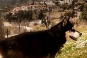 Αράχωβα: Καταπέλτης η κτηνίατρος που εξέτασε τον Ολιβερ - "Κακοποιήθηκε από άνθρωπο, δεν μπορούσε να επιζήσει"