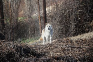 Νέο κύμα κακοκαιρίας: Ισχυρές καταιγίδες και στην Αττική - Σε ποιες περιοχές θα χιονίσει