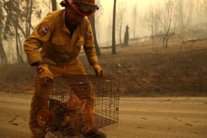 Λος Άντζελες: Οι τρελοί πανηγυρισμοί και το κλάμα άνδρα που βρήκε τον σκύλο του μετά τη φωτιά - "Σ’ ευχαριστώ Χριστέ μου" - εικόνα 2