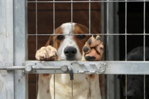 Σώστε ένα αδεσποτάκι: Η Μπατίντα, από την Πρέβεζα, σε κοιτάει στα μάτια και τρέχει πάνω σου - εικόνα 3