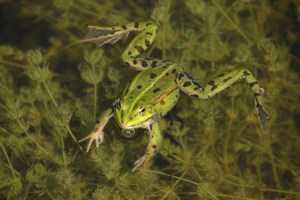 Βατραχο-τζίλα: Γιγάντιος βάτραχος βρέθηκε στην Αυστραλία - Έχει βάρος 2,7 κιλά και πάει για... ρεκόρ Γκίνες [βίντεο]