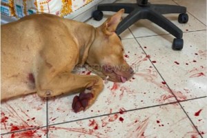 Ο Καλλιάνος ζητά ο βασανισμός ζώων από πλημμέλημα να γίνει κακούργημα - Πιο αυστηρές ποινές υπόσχεται ο Βορίδης - εικόνα 5