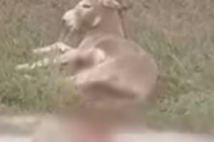 Σκύλος έπεσε σε πηγάδι βάθους 6 μέτρων στη Ρόδο: Πυροσβέστης κατέβηκε με σκοινί και τον έσωσε [εικόνες] - εικόνα 2