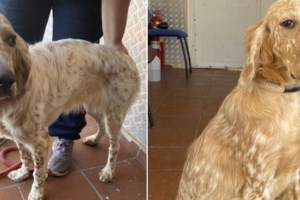 Σώστε ένα αδεσποτάκι: Ο "Αέρινος", σαν να αλαφροπατεί μισός στη γη και μισός στα σύννεφα - εικόνα 3