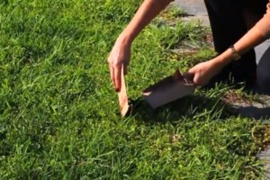 Γιατί ο σκύλος τρώει ακαθαρσίες και περιττώματα - Πώς θα το αντιμετωπίσετε - εικόνα 3