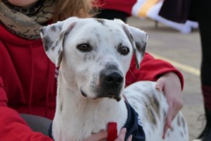 Είναι ένα θαύμα της φύσης η Κλειώ: Οχι μόνο υπέροχη, αλλά και γλυκιά, τρυφερή, καλόβολη και καλοσυνάτη - εικόνα 4