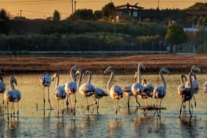 Μυτιλήνη: Πώς τα φλαμίνγκο της Αλυκής στην Καλλονή προβλέπουν την.... κακοκαιρία - εικόνα 2