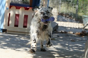 Το μεγάλο λάθος στη βόλτα με τον σκύλο μας στο βουνό χωρίς λουρί και η άκυρη ερώτηση - εικόνα 3