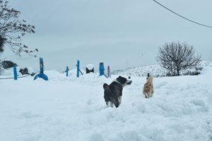 "Προσοχή" από Τσατραφύλλια -Μαρουσάκη: Μεγάλος όγκος χιονιού από Δευτέρα σε Εύβοια, Βοιωτία, Αττική και Κρήτη - εικόνα 2