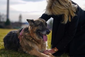 Τα θαλάσσια σαλιγκάρια που αυτο-αποκεφαλίζονται και μετά δημιουργούν ένα ολόκληρο νέο σώμα